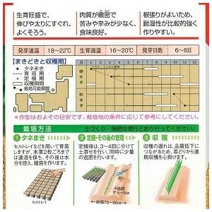 野菜種子 一本ネギ「ホワイトスター」 7ml(...の詳細画像1