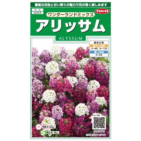花種子 アリッサム「ワンダーランドミックス」 0.05ml（サカタのタネ）【送料込み】 庭薺 ニワナ...