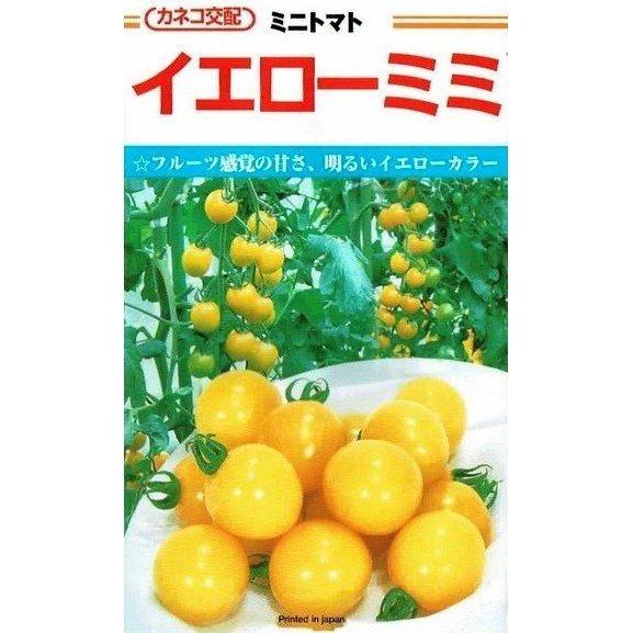 野菜種子 ミニトマト「イエローミミ」 1,000粒（カネコ種苗）【送料込み】 レモンイエロー 耐病性...