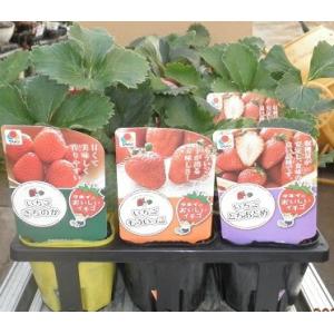 野菜苗 イチゴ苗「よくばり3種 12本セット」 さちのか(4本) もういっこ(4本) とちおとめ(4...