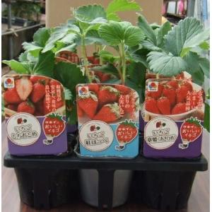 野菜苗 イチゴ苗「よくばり3種 12本セット」 とちおとめ(4本) 紅ほっぺ(4本) 章姫(4本)(...