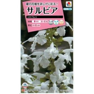 花種子 サルビア「ユキプルコ」 0.1ml（約20本分）（タキイ種苗）【送料込み】 セージ 緋衣草 ひいそう ヒイソウ FSR303