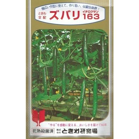 野菜種子 キュウリ「ズバリ163」 350粒（ときわ研究場）【送料込み】 ズバリイチロクサン 胡瓜 ...