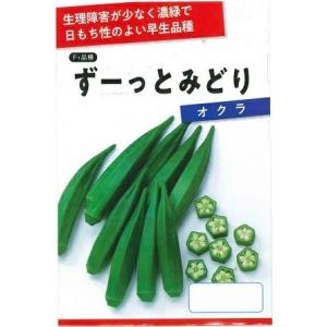 野菜種子 長持ち太いオクラ「ずーっとみどり」 500粒（サカタのタネ）【送料込み】 陸蓮根 秋葵 お...