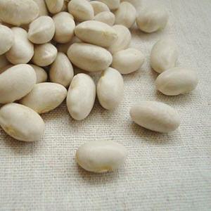 クリアランスセール 福白金時 500g 2022年 北海道産 白いんげん