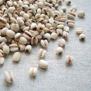 はと麦(はとむぎ・ハトムギ) 500g 2022年 岩手県産   [M便