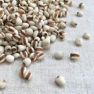 はと麦 500g 2021年 島根県産