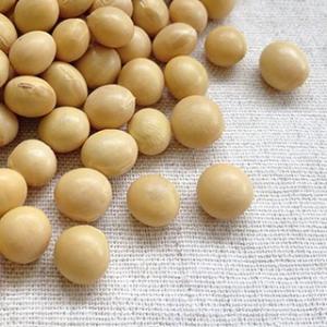 大豆 30kg 2024年産 令和6年産 宮城県産 ミヤギシロメ 送料無料