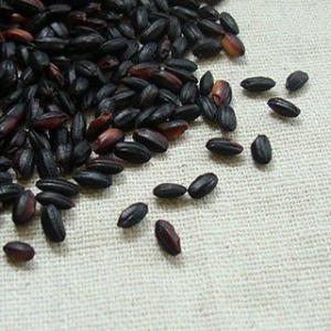 古代米 黒米 10kg （令和7年産 山梨県産）長期保存包装済み 【事業所