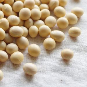 秋田県産大豆 1kg 手作りお味噌作りに最適！秋田県の栽培奨励品種