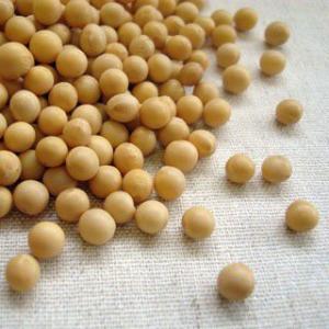 大豆 1kg 2025年産 令和7年産 宮城県産 ミヤギシロメ : 豆・雑穀の専門