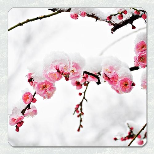 【SAKEマット】　雪梅　｜酒器・ボトル対応 吸水マット　酒マット