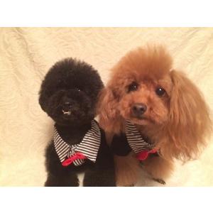 犬タキシード作り方の商品一覧 通販 Yahoo ショッピング