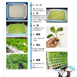 水耕栽培キット 室内 家庭菜園 ベランダ 植物...の詳細画像3