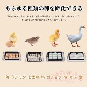 自動孵卵器 12個入 自動転卵 温度制御 KN...の詳細画像3