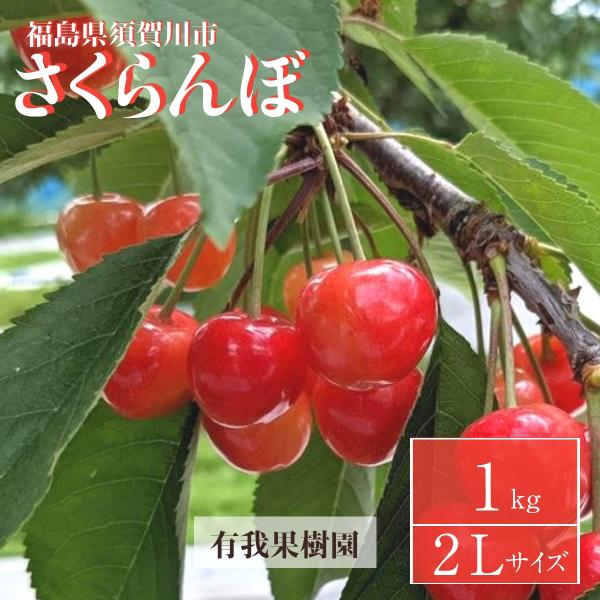 さくらんぼ 【有我果樹園】 佐藤錦 紅秀峰 紅てまり どれか1品種 1kg 2L 贈答用 福島県須賀...