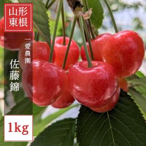 さくらんぼ 【一愛農園】 佐藤錦 1kg 秀 M/L 山形県東根市《6/中旬〜6/下旬の出荷》