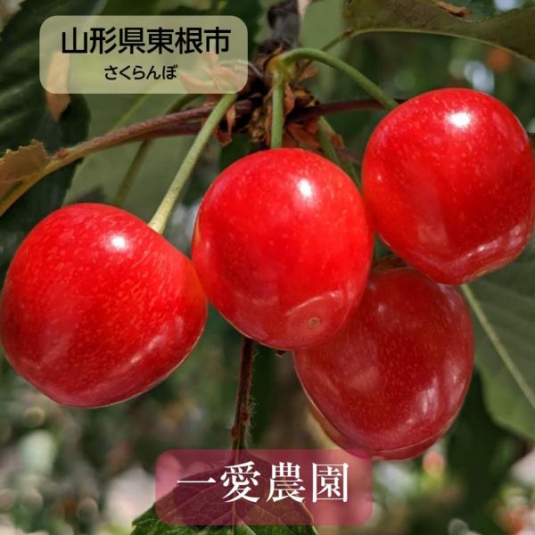 さくらんぼ  【一愛農園】 佐藤錦 ダイヤパック200ｇ×２ 特秀Ｌ  贈答 父の日 誕生日 《5月...