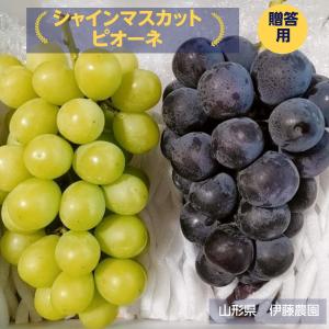ぶどう 【伊藤農園】 葡萄 シャインマスカット ...の商品画像
