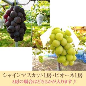 ぶどう 【伊藤農園】 葡萄 シャインマスカット...の詳細画像5