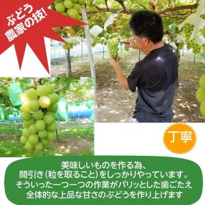 ぶどう 【伊藤農園】 葡萄 シャインマスカット...の詳細画像4