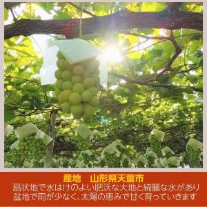 ぶどう 【伊藤農園】 葡萄 シャインマスカット...の詳細画像2