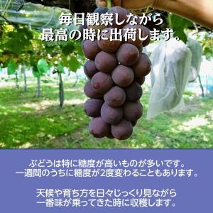 ぶどう 【伊藤農園】 葡萄 シャインマスカット...の詳細画像3