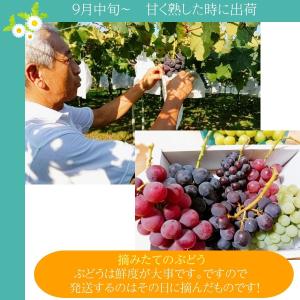 ぶどう 【大山果樹園】 葡萄 詰め合わせ ぶど...の詳細画像4