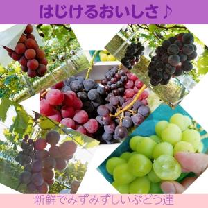 ぶどう 【大山果樹園】 葡萄 詰め合わせ ぶど...の詳細画像5