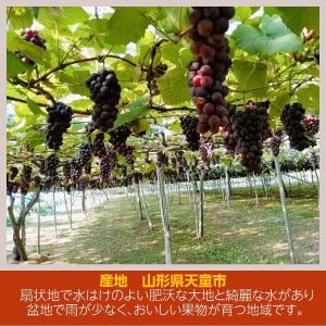 ぶどう 【大山果樹園】 葡萄 詰め合わせ ぶど...の詳細画像2