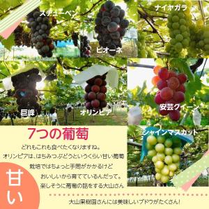 ぶどう 【大山果樹園】 葡萄 詰め合わせ ぶど...の詳細画像3