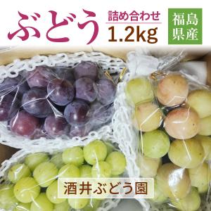 ぶどう 【酒井ぶどう園】 葡萄 詰め合わせ 約1.2kg 2〜4房 福島県伊達市《9/上旬〜9/中旬より出荷》