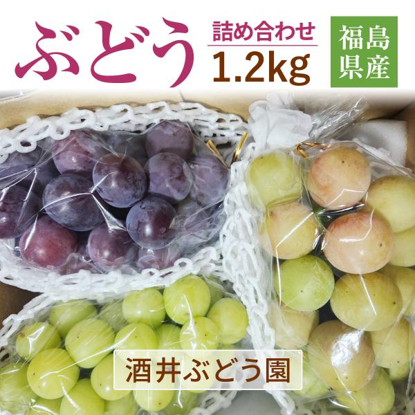 ぶどう 【酒井ぶどう園】 葡萄 詰め合わせ 約1.2kg 2〜4房 福島県伊達市《9/中旬〜9/下旬...