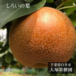 梨 【 大塚果樹園 】 白井の梨 5kg 10〜16個 贈答用 しろいの梨 千葉県白井市《9/上旬〜9/中旬の出荷》