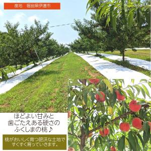 桃 【種まきうさぎ】 あかつき まどか 川中島...の詳細画像2