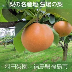 梨 【羽田梨園】 萱場の梨 ３kg Lサイズ以上 ６~9玉 贈答用 福島県 福島市 《8月下旬〜9月上旬より出荷》