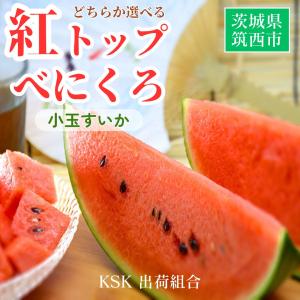 スイカ 小玉スイカ 【KSK出荷組合】 紅トップ べにくろ L どちらか1個 1.6〜1.8kg 贈答用 茨城県筑西市 すいか 小玉 母の日 《5/6〜5/中旬より出荷》