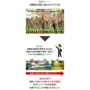 アスパラ 2L 1kg グリーンアスパラ 富良...の詳細画像3