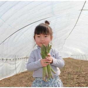 アスパラ 2L 1kg グリーンアスパラ 富良...の詳細画像4