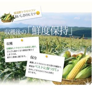 とうもろこし 生で食べれるトウモロコシ 北海道...の詳細画像5