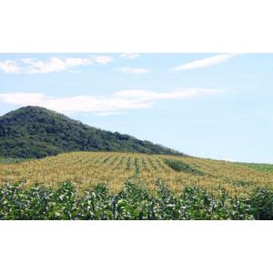 とうもろこし 北海道 富良野産 訳あり 恵味 ...の詳細画像3
