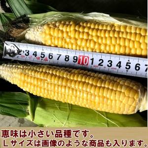 とうもろこし 訳あり 10本 恵味 北海道 富...の詳細画像1