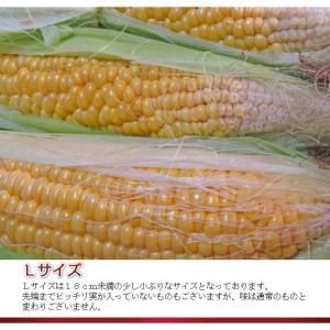 とうもろこし 訳あり 10本 恵味 北海道 富...の詳細画像3