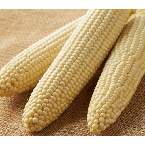 とうもろこし　ピュアホワイト　北海道富良野産　５本入り　送料無料　別途送料が発生する地域あり