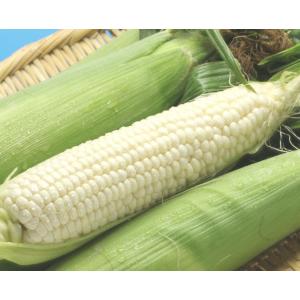 とうもろこし ピュアホワイト 10本 北海道 ...の詳細画像5