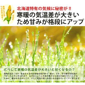 白いとうもろこし 訳あり 北海道 富良野産 ピ...の詳細画像4