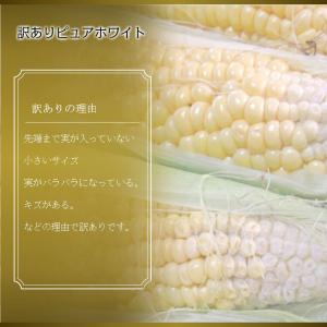 とうもろこし 訳あり ピュアホワイト 10本 ...の詳細画像3
