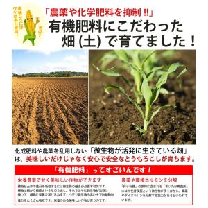 とうもろこし 訳あり ピュアホワイト 10本 ...の詳細画像5
