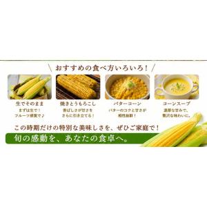 とうもろこし ゴールドラッシュ 10本 北海道...の詳細画像3