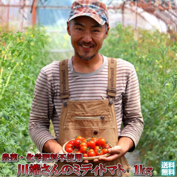 トマト 北海道 当麻産 川端さんの ミディトマト 1kg